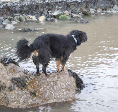 The bit of everything dog